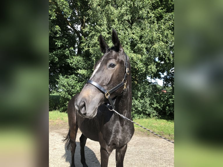 Oldenburg-International (OS) Mare 2 years 16,1 hh Can be white in L&#xE4;hden