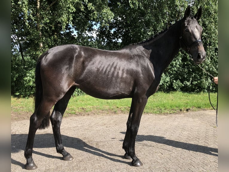 Oldenburg-International (OS) Mare 2 years 16,1 hh Can be white in L&#xE4;hden