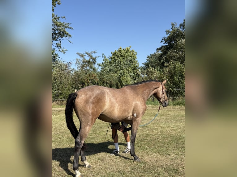 Oldenburg-International (OS) Mare 2 years 16,2 hh Bay in Brno