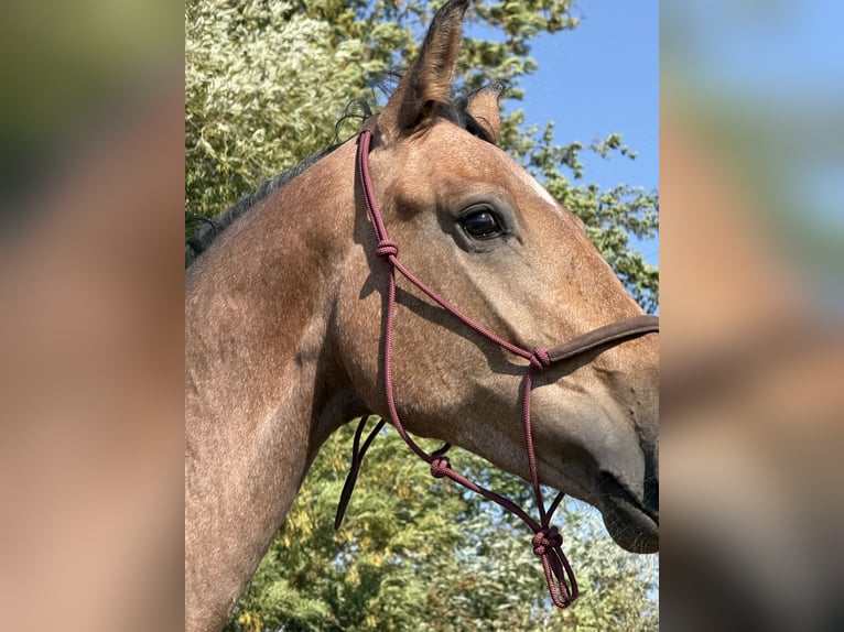Oldenburg-International (OS) Mare 2 years 16,2 hh Bay in Brno