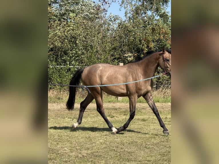 Oldenburg-International (OS) Mare 2 years 16,2 hh Bay in Brno