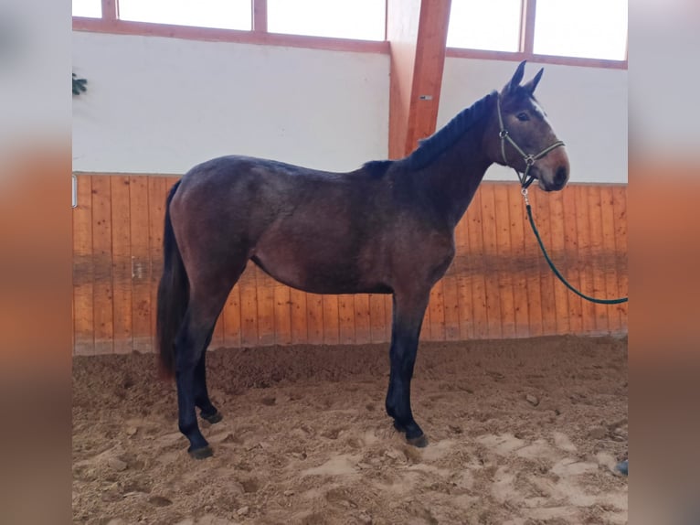 Oldenburg-International (OS) Mare 2 years Grey in Salzhemmendorf Oldenburg-International (OS) Mare 2 years Grey in Salzhemmendorf