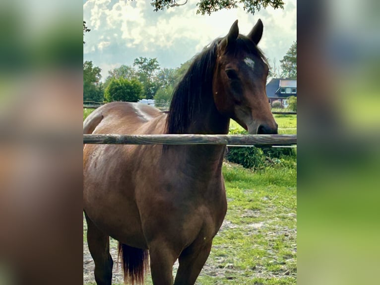 Oldenburg-International (OS) Mare 3 years 15.2 hh Brown in Varel Jethausen