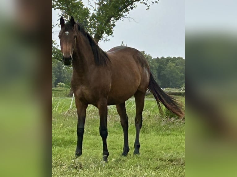 Oldenburg-International (OS) Mare 3 years 15.2 hh Brown in Varel Jethausen