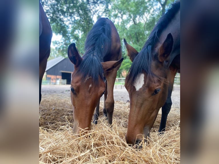 Oldenburg-International (OS) Mare 3 years 15.3 hh Brown in Langwedel