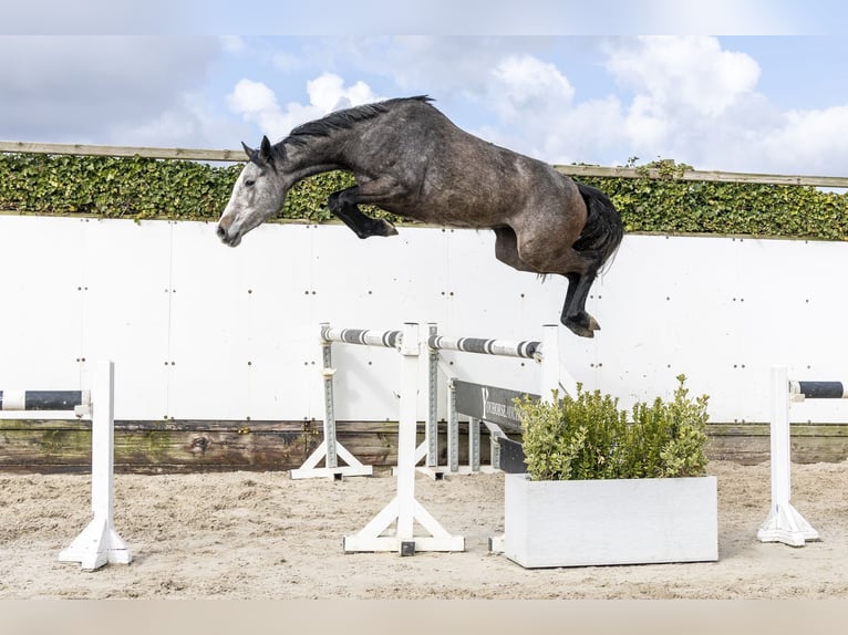 Oldenburg-International (OS) Mare 3 years 15,2 hh Grey in Waddinxveen