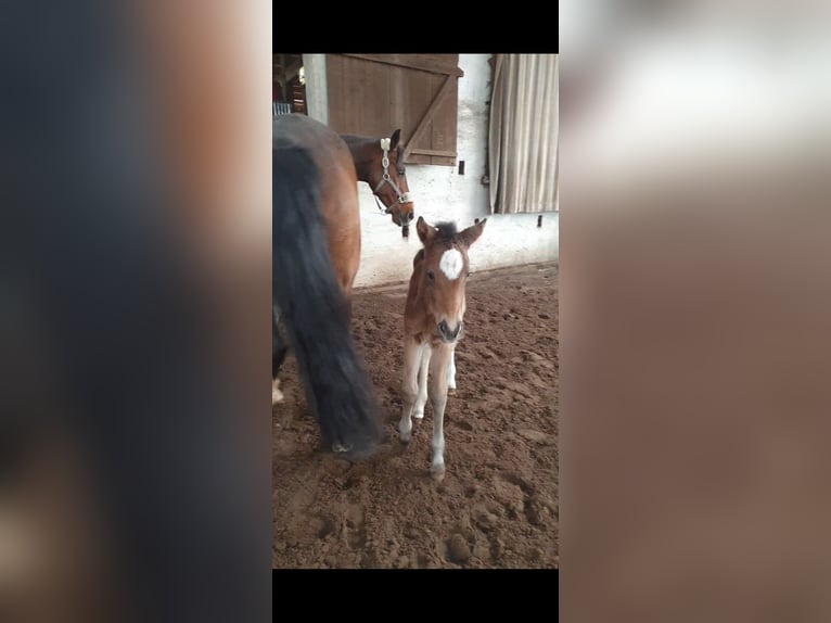 Oldenburg-International (OS) Mare 3 years 15,3 hh Brown in Langwedel