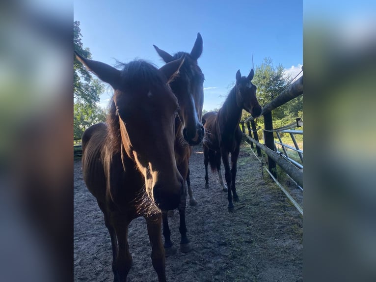 Oldenburg-International (OS) Mare 3 years 15,3 hh Brown in Langwedel