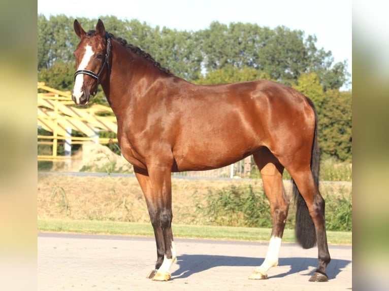 Oldenburg-International (OS) Mare 3 years 15,3 hh Brown in Berne