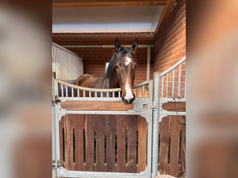 Oldenburg-International (OS) Mare 3 years 16.1 hh Bay-Dark in Barver