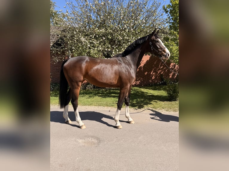Oldenburg-International (OS) Mare 3 years 16.1 hh Brown in Lohne