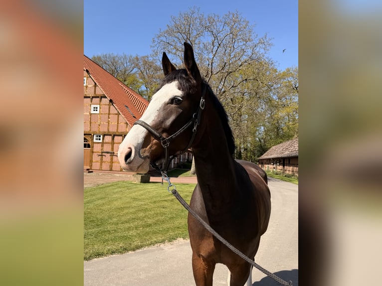 Oldenburg-International (OS) Mare 3 years 16.1 hh Brown in Lohne