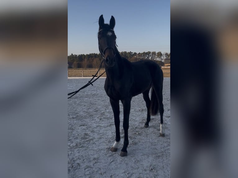 Oldenburg-International (OS) Mare 3 years 16.2 hh Bay-Dark in Ostrów Wielkopolski