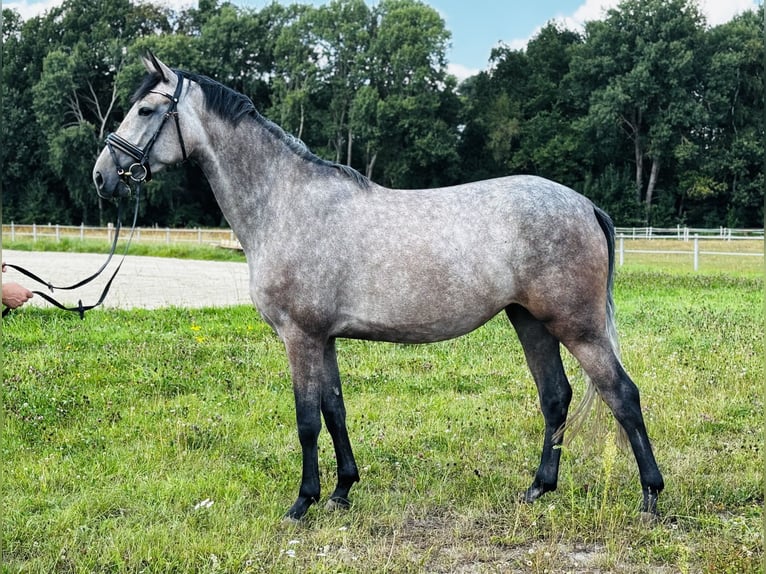 Oldenburg-International (OS) Mare 3 years 16.2 hh Grey-Dapple in Lübtheen