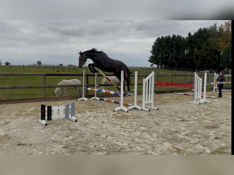 Oldenburg-International (OS) Mare 3 years 16,2 hh Grey in Rue de Branchon 129, 5380 Forville