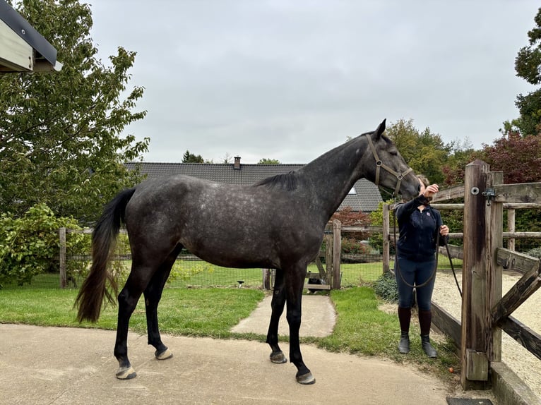 Oldenburg-International (OS) Mare 3 years 16,2 hh Grey in Rue de Branchon 129, 5380 Forville