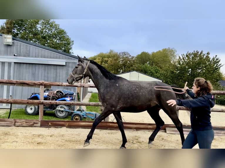 Oldenburg-International (OS) Mare 3 years 16,2 hh Grey in Rue de Branchon 129, 5380 Forville