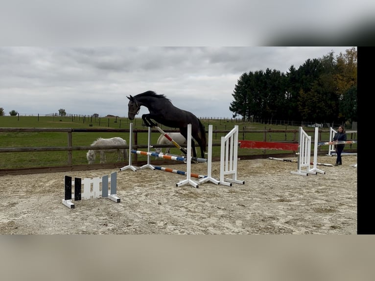 Oldenburg-International (OS) Mare 3 years 16,2 hh Grey in Rue de Branchon 129, 5380 Forville