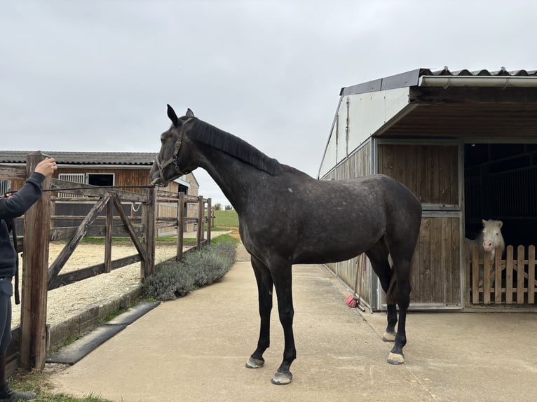 Oldenburg-International (OS) Mare 3 years 16,2 hh Grey in Rue de Branchon 129, 5380 Forville