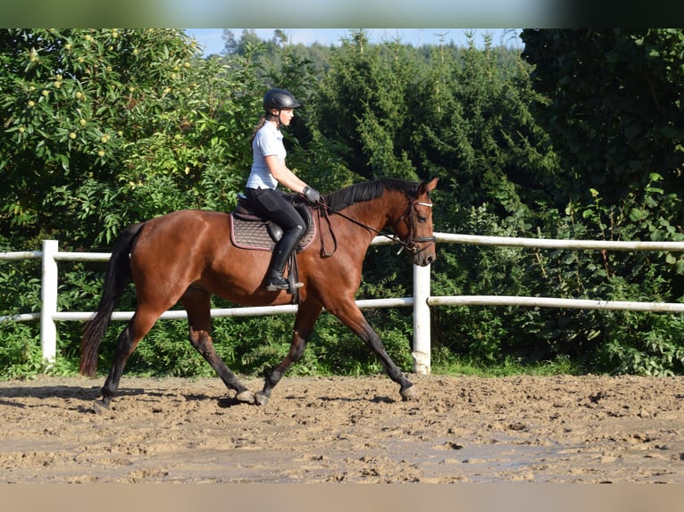 Oldenburg-International (OS) Mare 3 years 16 hh Brown in Gummersbach