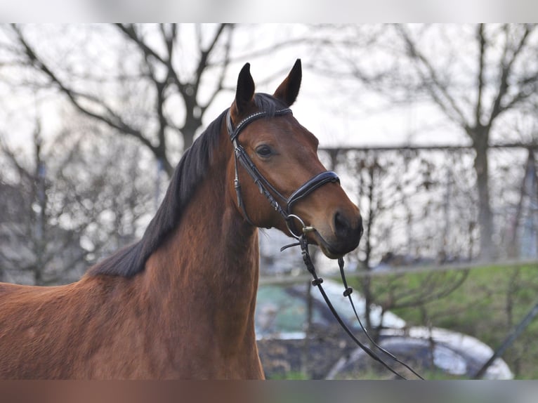 Oldenburg-International (OS) Mare 3 years 16 hh Brown in Gummersbach