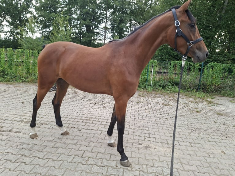 Oldenburg-International (OS) Mare 3 years 16 hh Brown in Nordhorn