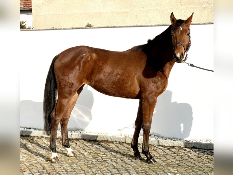 Oldenburg-International (OS) Mare 3 years 16 hh Brown in Klipphausen