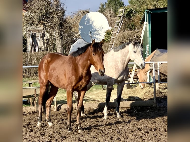 Oldenburg-International (OS) Mare 3 years 16 hh Brown in Klipphausen
