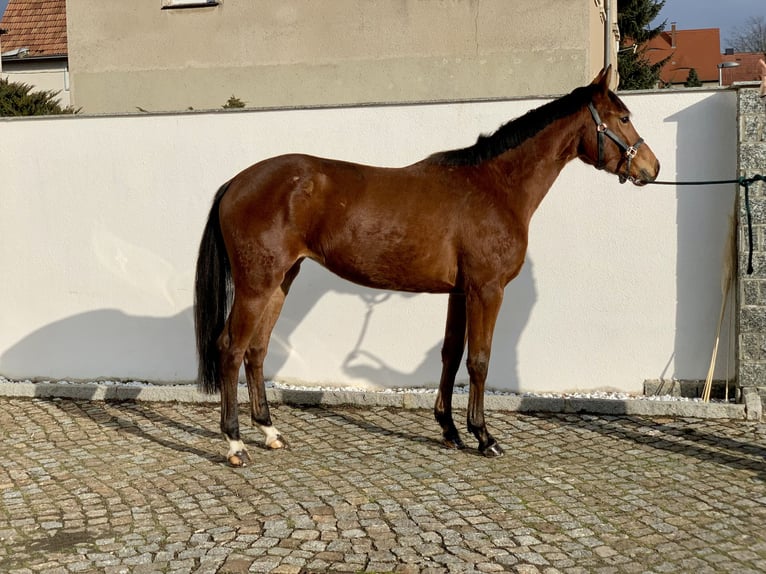 Oldenburg-International (OS) Mare 3 years 16 hh Brown in Klipphausen