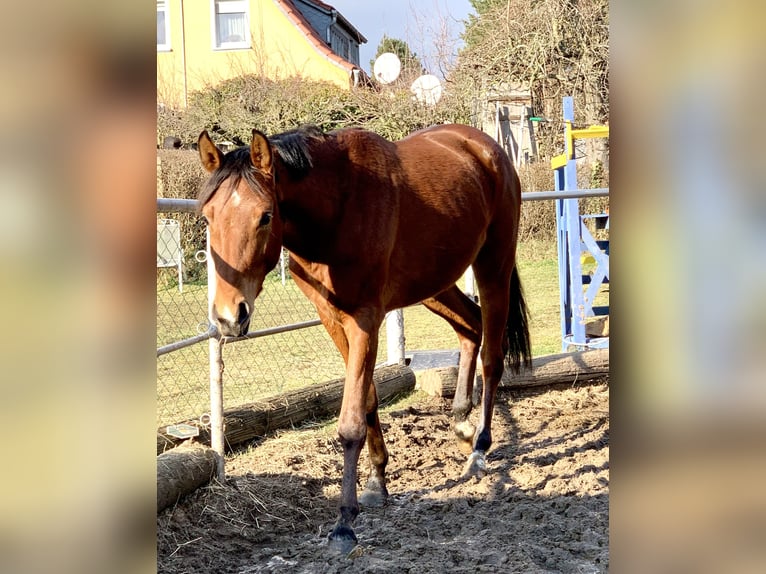 Oldenburg-International (OS) Mare 3 years 16 hh Brown in Klipphausen
