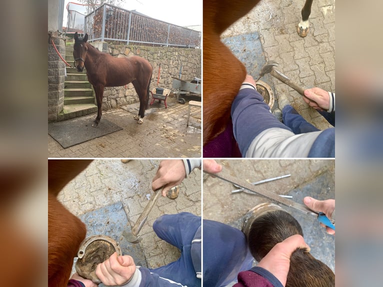 Oldenburg-International (OS) Mare 3 years 16 hh Brown in Klipphausen