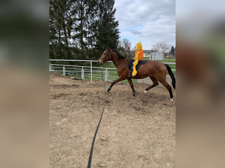 Oldenburg-International (OS) Mare 3 years 16 hh Brown in Klipphausen
