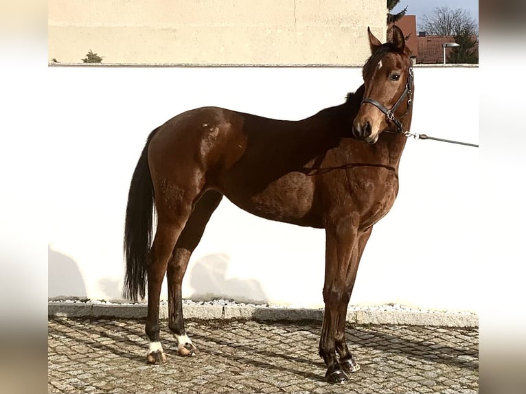 Oldenburg-International (OS) Mare 3 years 16 hh Brown in Klipphausen