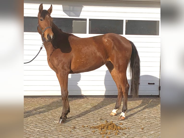 Oldenburg-International (OS) Mare 3 years 16 hh Brown in Klipphausen