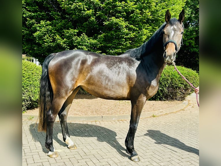 Oldenburg-International (OS) Mare 3 years 16,1 hh Brown in Z&#xFC;lpich