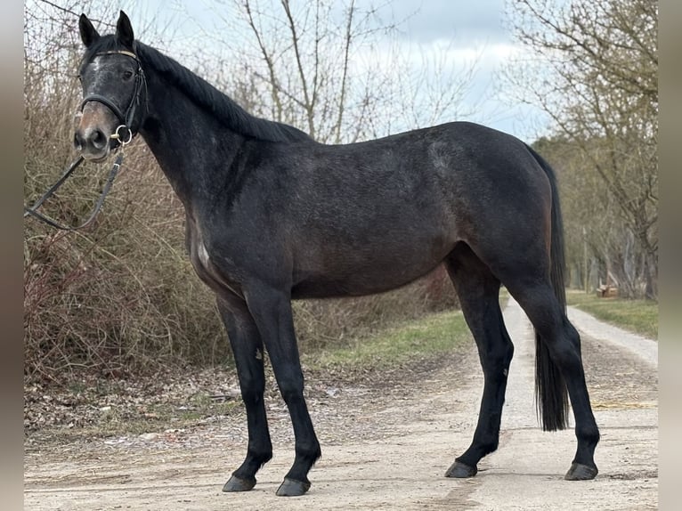 Oldenburg-International (OS) Mare 3 years 16,1 hh Grey in L&#xFC;btheen