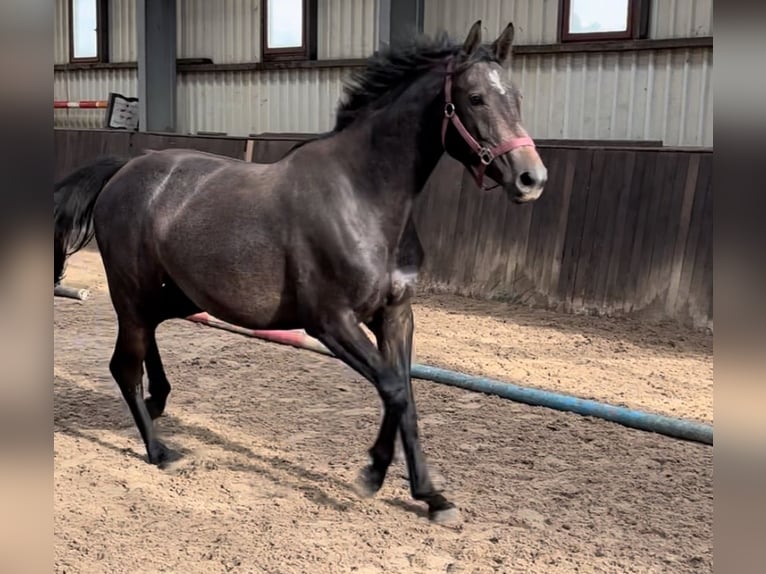 Oldenburg-International (OS) Mare 3 years 16,1 hh Grey in L&#xFC;btheen
