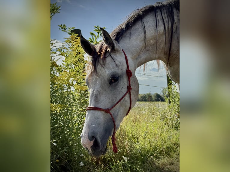 Oldenburg-International (OS) Mare 3 years 16,2 hh Bay in Brno