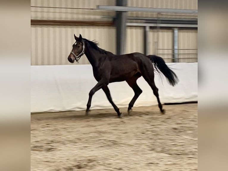 Oldenburg-International (OS) Mare 3 years 17,1 hh Bay-Dark in Garrel