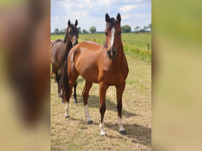 Oldenburg-International (OS) Mare 3 years Brown in Lemwerder