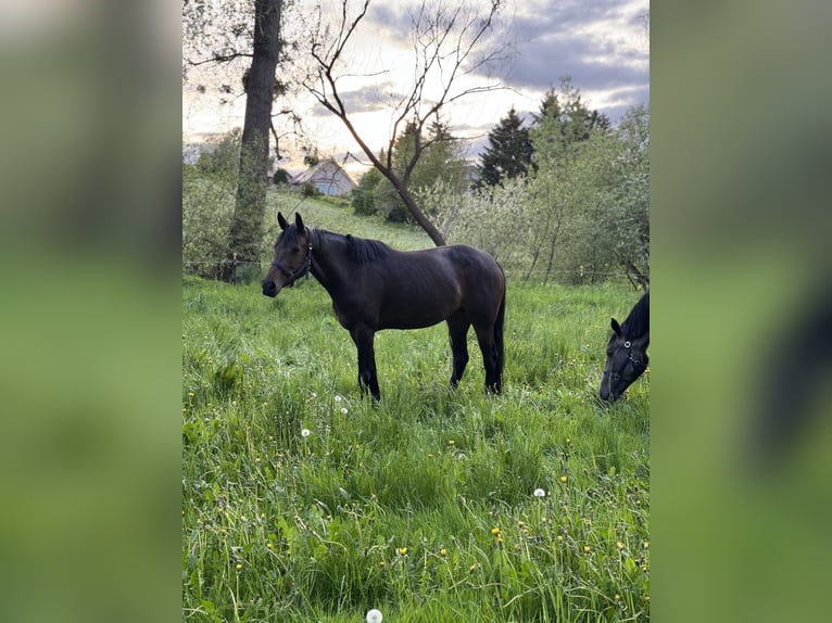 Oldenburg-International (OS) Mare 4 years 15,2 hh Bay-Dark in Uder