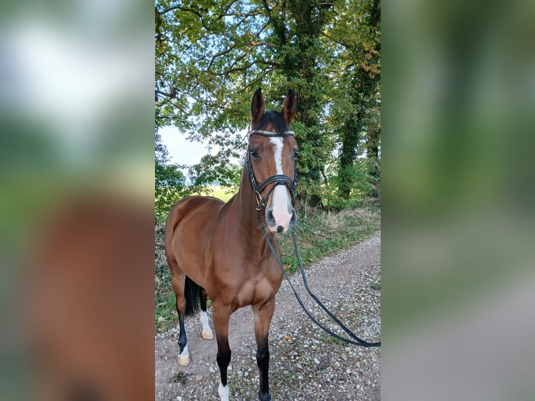 Oldenburg-International (OS) Mare 4 years 15,2 hh Brown in Osterwald