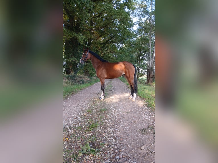 Oldenburg-International (OS) Mare 4 years 15,2 hh Brown in Osterwald