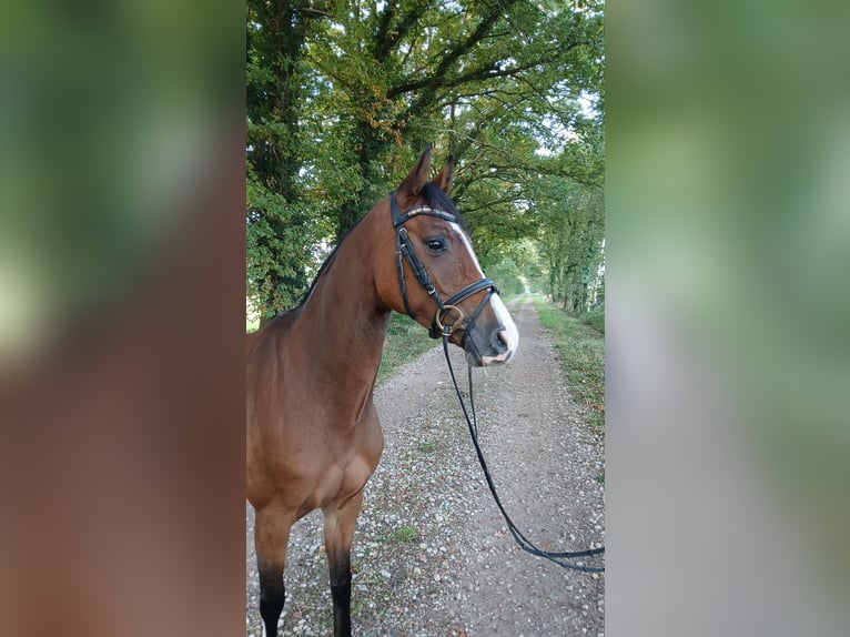 Oldenburg-International (OS) Mare 4 years 15,2 hh Brown in Osterwald