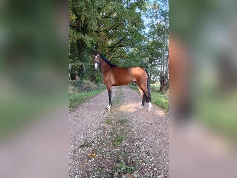 Oldenburg-International (OS) Mare 4 years 15,2 hh Brown in Osterwald