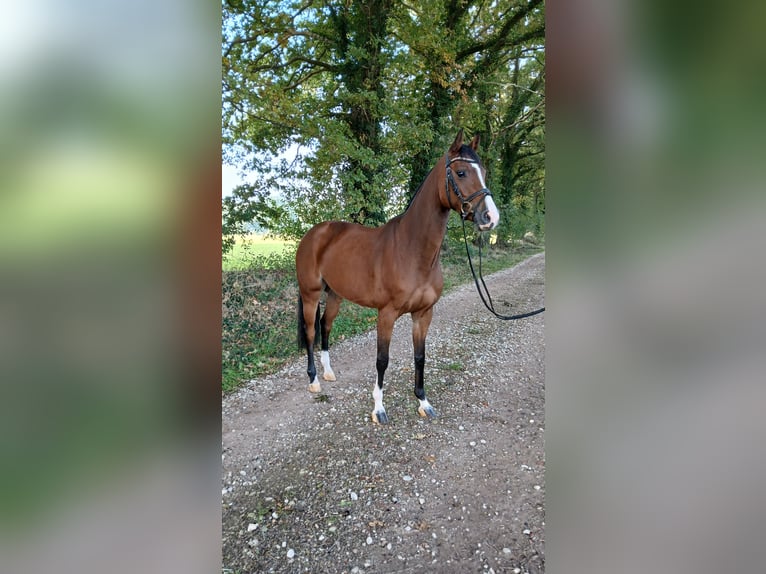 Oldenburg-International (OS) Mare 4 years 15,2 hh Brown in Osterwald