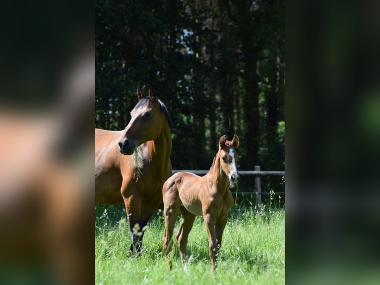 Oldenburg-International (OS) Mare 4 years 15,2 hh Grey-Dapple in Ganderkesee