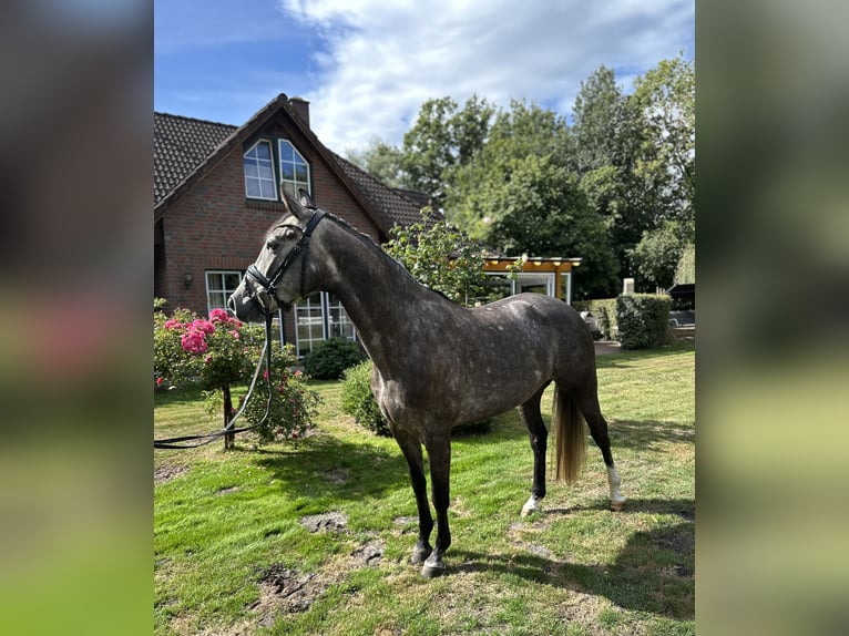 Oldenburg-International (OS) Mare 4 years 15,2 hh Grey-Dapple in Ganderkesee