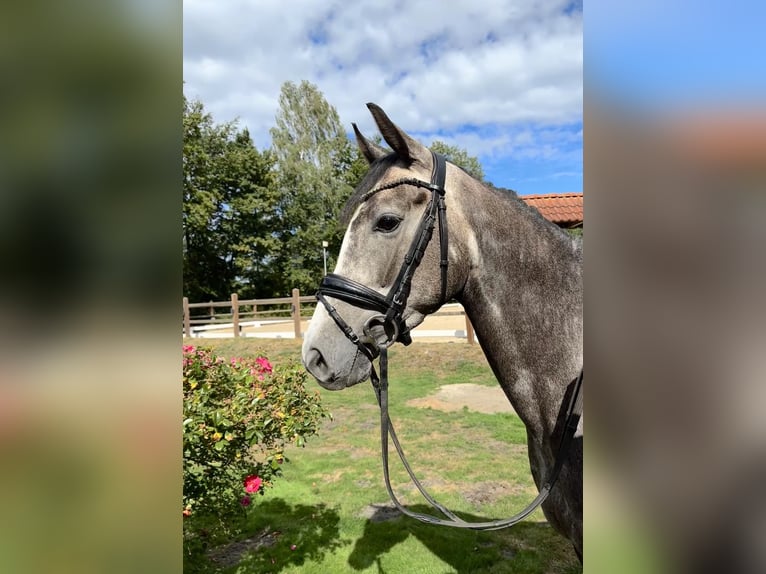 Oldenburg-International (OS) Mare 4 years 15,2 hh Grey-Dapple in Ganderkesee
