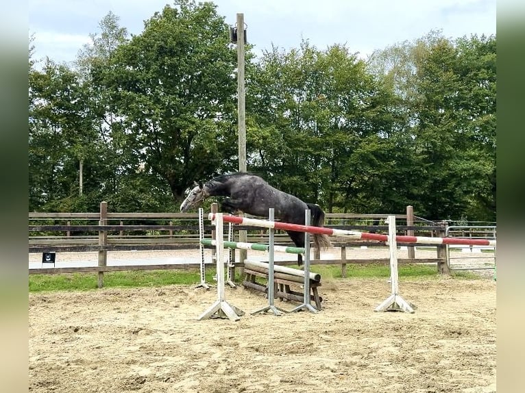 Oldenburg-International (OS) Mare 4 years 15,2 hh Grey-Dapple in Ganderkesee